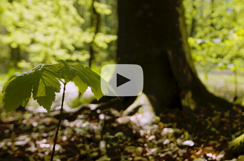 Video starten