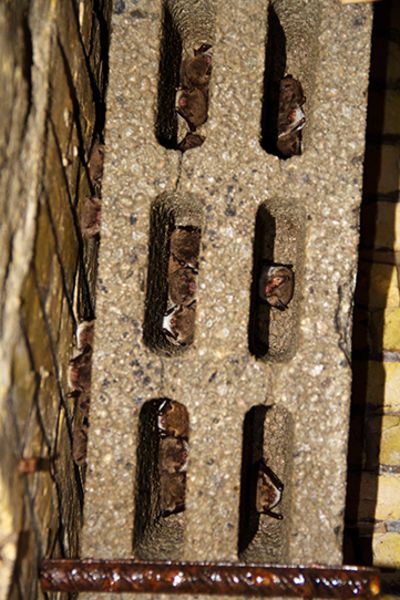 Forst SH Fledermäuse im Hohlbock
