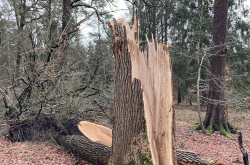 Sturmschäden in Schleswig-Holstein