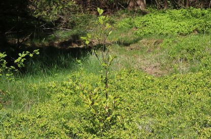 Waldwoche 2017
