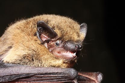 Forst SH Zwergfledermaus