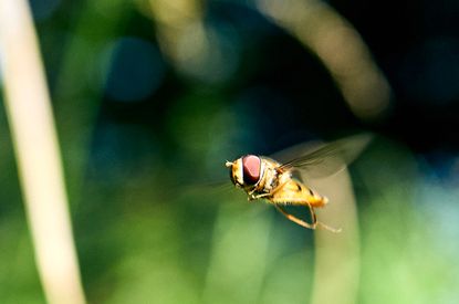 Schwebfliege