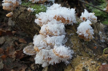 RuheForst Kummerfeld/Kreis Pinneberg