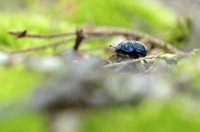 Scarabaeus
