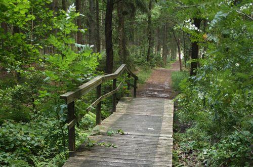 Holzbrücke am Waldlehrpfad