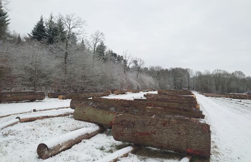 Wertvolles Laubholz aus Schleswig-Holstein ist weiterhin sehr gefragt.