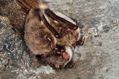 Forst SH Wasserfledermaus