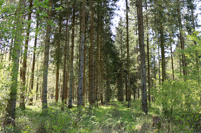 Wald, Schleswig-Holsteinische Landesforsten