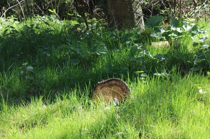 Waldwoche 2017