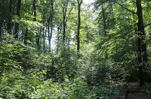 Mischwald
