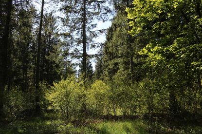 Waldwoche 2017